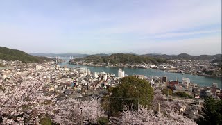 【自由律短歌で日本を巡る】広島県　尾道市・千光寺公園の桜【短歌３首】