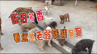 2024-7-7 Stray dog home 看着我身边这些老弱病残的毛孩吃的那么香，身体的不适也感觉好点了。