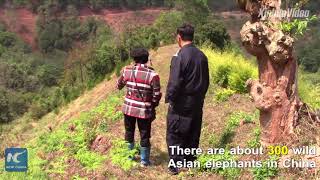 Wild Asian elephants cause damage in Yunnan villages