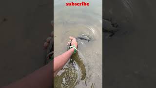 🐠 Lake snakehead fish catch and release the best memories #fishingviral #humanity #Trending #shorts