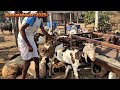 गुजरी नस्ल की सबसे टॉप क्वालिटी की बकरियां i gujri bakri goat farm in jhunjhunu i animal lover