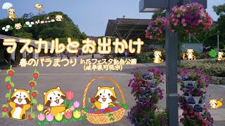 ラスカルとお出かけ#01 春のバラまつり(2017年) in 花フェスタ記念公園＠岐阜県可児市