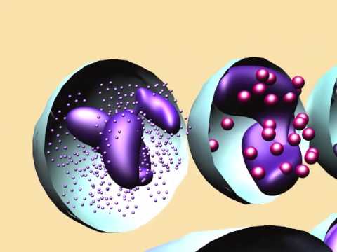 What are the granules in granular leukocytes?