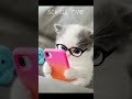 kitten with small phone kitten cutekitty cuteanimals kittensofinstagram kittenvideos