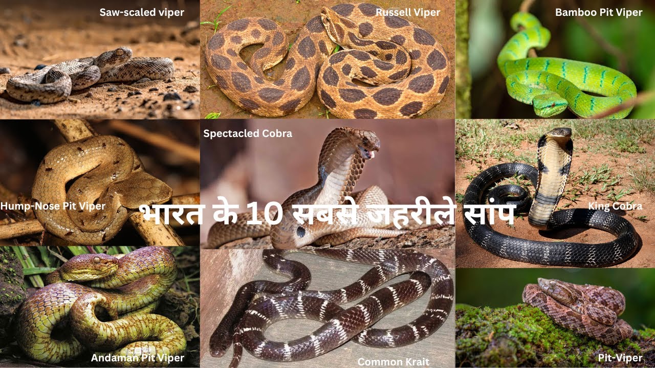 भारत के 10 सबसे जहरीले सांप | Top 10 Most Venomous Snakes Of India ...