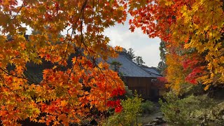 2024/12/03　不生池付近の素敵な風景　如法寺の秋風景（紅葉・黄葉）　その６　〜愛媛県大洲市〜