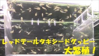 レッドテールタキシードグッピーの繁殖～出産・成長～