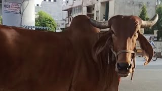 one of the best gir cow from bhavnagar blood line #desi_cow