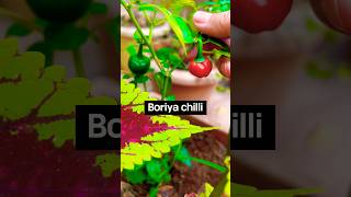 🌶️ #boriyachilli #gunduchilli #chilli #mirchi #garden #ytshorts #shorts