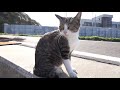 cats on tashirojima 4 smelly relationship ishinomaki 田代島の猫たち4 臭い仲 石巻