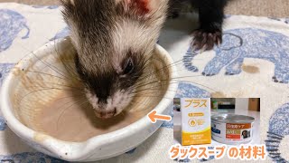 【フェレットの病気】ダックスープ  始めました☆【ferret#293】