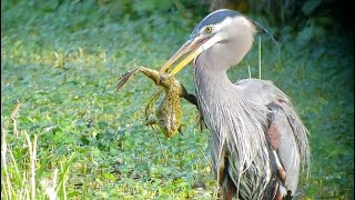 Bullfrog devoured by Great blue heron