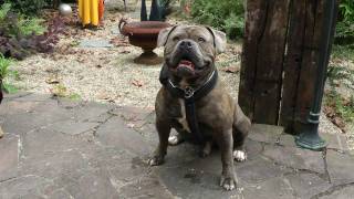 Bulldog -RUMO- Trailer