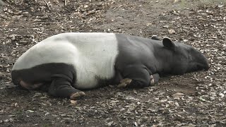 マレーバク の『ユメタ』 (千葉市動物公園) 2020年9月17日