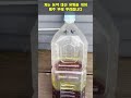 배추 무에 각종 해충에 농약 대신 이걸 뿌려 보세요 효과 좋습니다 spraying sulfur on cabbage radish