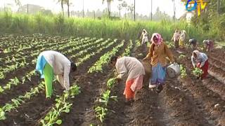 Cultivation technologies of cabbage & cauliflower