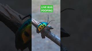 Bug Pooping! 🤯💩 | Unbelievable Macro Shot | #shorts #mustwatch #short