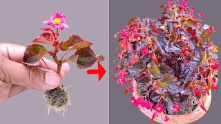 বেগনিয়া ফুলের ডাল থেকে চারা তৈরি | How To Grow Begonia Plant From Cuttings