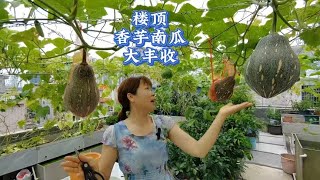 楼顶种一池香芋南瓜大丰收，收获14个大南瓜，粉糯好吃又易种