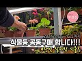 제라늄 식물등공동구매 #구매방법은 더보기에 있어요 #생장등공동구매 #공동구매