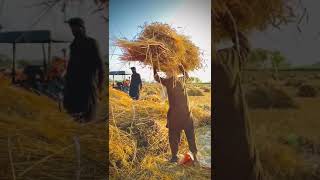 #mehnat #mazdoori #wheatseason #viral #viralvideos #kissan #thressure #goldencrop