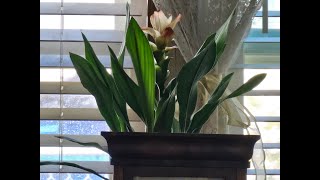 Siam Tulip -what is it? How to care for it.