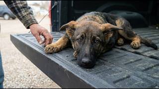 The Most Broken Puppy We’ve Ever Rescued… Until Now