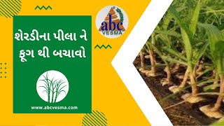 શેરડીના પીલા ને ફૂગ થી બચાવો | Save sugar cane buds from fungus