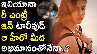 Ileana re entry in Tollywood with Star Hero | Ileana Latest news | Movie Blends