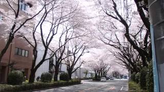 ウェザーリポート動画0406 そろそろ見納め？な桜 12:05 神奈川相模原