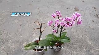 蝴蝶兰最喜欢喝“这种水”，经常给它喝一点，小苗也能开花