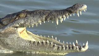 American Crocodiles in Florida!!!