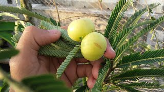 টবে আমলকি/অমৃত ফল চাষ।