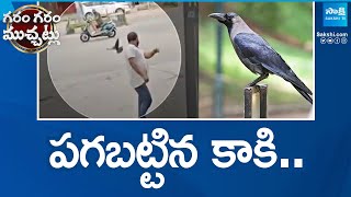 Crow Attack on Humans at Sircilla | Garam Garam Varthalu |@SakshiTV