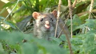 Common rat (Rattus norvegicus)