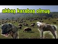 BİR GÜNDE BİR ÇOK İŞ ZEHİR LE PAŞANIN ÜSTÜNLÜK MÜCADELESİ