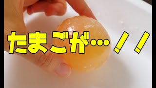 【おうち実験】ゴムボールみたいな透明たまごを作ってみた！