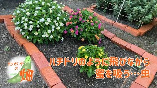 ハチドリのように飛びながら蜜を吸う…虫