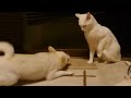 猫に話しかける犬