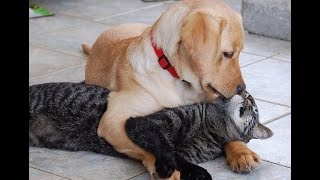 🐕 Let's be friends, or I'll bite! 😺 A compilation of funny cats and dogs for a good mood! 😺