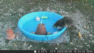 2023 0930 raccoon gets delicious, fresh water in broad daylight