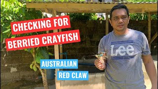 PAANO MAG CHECK NG BUNTIS NA CRAYFISH - BACKYARD CRAYFISH FARMING