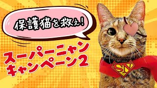 保護猫を救え！コメリ『スーパーニャンキャンペーン２』（桃子篇）