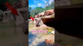 ગાય નીચે પડી 😭|| ગાયમાતા ની વેદનાં #gujarati #cow #viral #shortsfeed