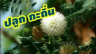 เพาะเมล็ดกระถิน ด้วยเมล็ด การปลูกผักไทย ผักสวนครัว koy garden