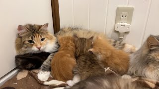 14頭の赤ちゃん猫のライブ配信です！（ノルウェージャンフォレストキャット）