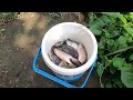 raising fish in flood waters ยกยอปลาน้ำท่วมน้ำหลากวันนี้มีแต่ตัวใหญ่ๆกับทีมงานบ้านโคกนางาม