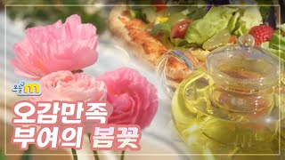 부여 봄꽃 나들이 떠나보자 | 오늘M | 2023년 3월 21일