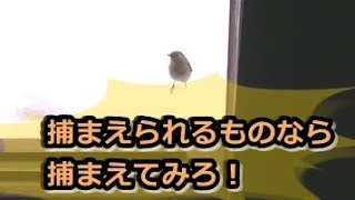 【懐き始めた野鳥】ここまで近づくジョウビタキ。しかし・・