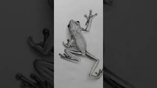 Hyperrealistic 3D Frog on White Background Sketch | Realistic Drawing